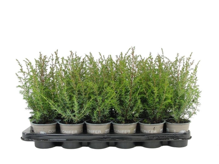 <h4>Juniperus communis Suecica</h4>