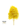 Dried Bleached Hydrangea Tower Yellow XXL