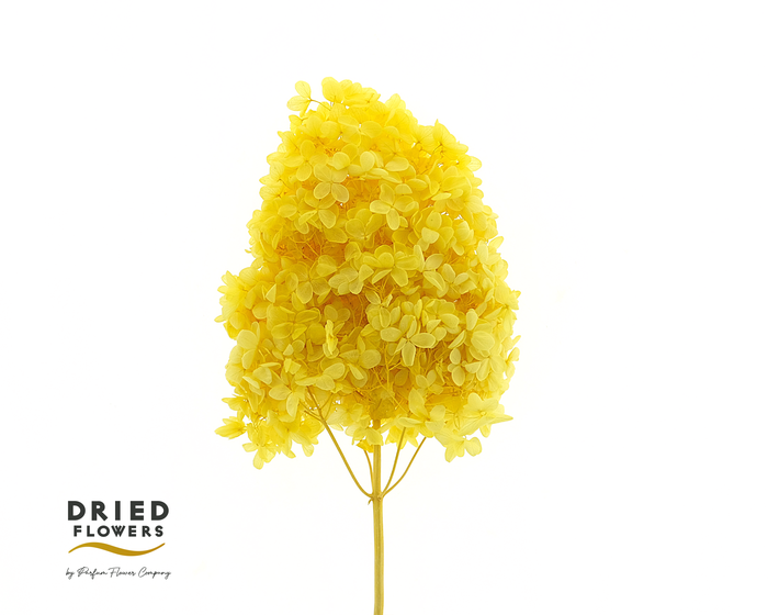 Dried Bleached Hydrangea Tower Yellow XXL