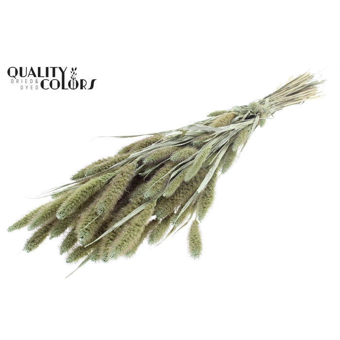 <h4>Setaria per bunch Pearl Mint Green</h4>