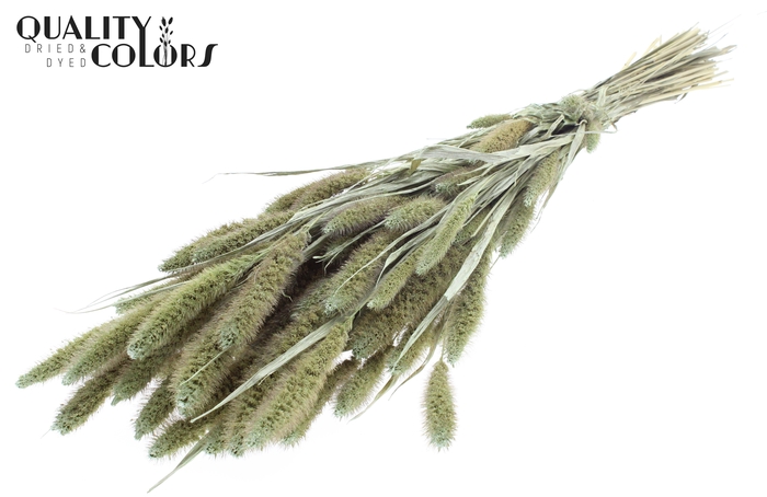 Setaria per bunch Pearl Mint Green