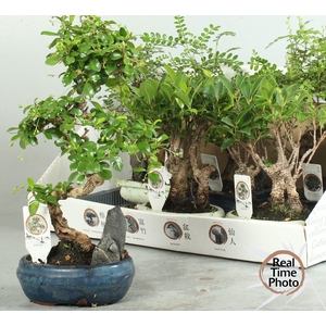 BONSAI GEM