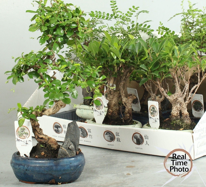 <h4>BONSAI GEM</h4>