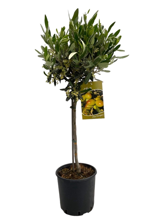 <h4>Olea europaea "op stam"</h4>
