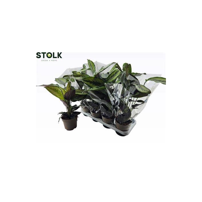 <h4>Calat Beautystar</h4>