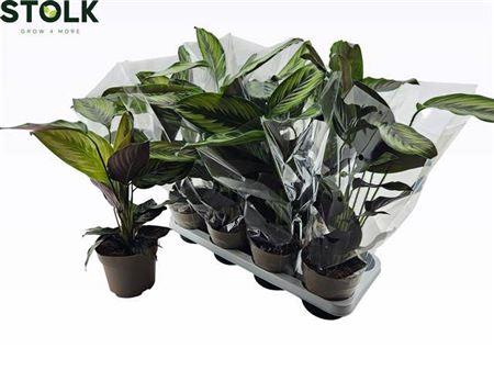 <h4>Calat Beautystar</h4>