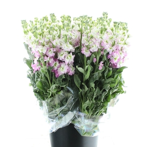 Matth Incana Iron White / Pink