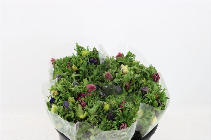 <h4>Anem Marianne Mixed</h4>