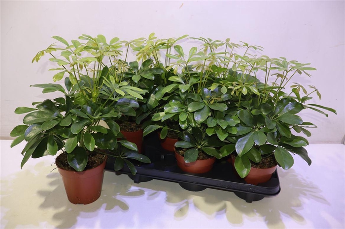 <h4>Schef Ar Nora</h4>