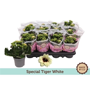 Kalanchoe Special Tiger White