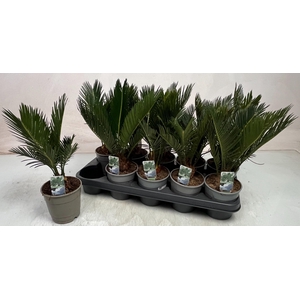 CYCAS REVOLUTA