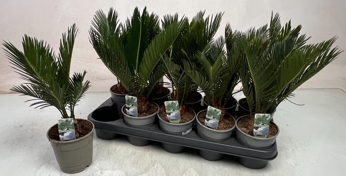 <h4>CYCAS REVOLUTA</h4>