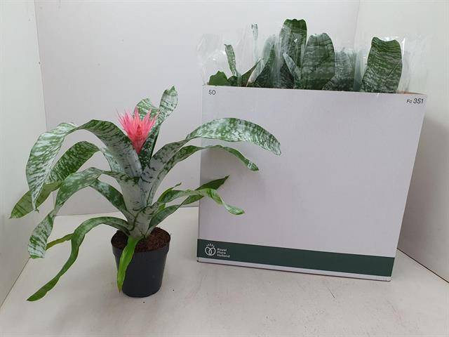 <h4>Aechmea Primera</h4>