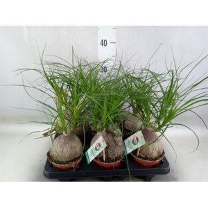 Beaucarnea recurvata