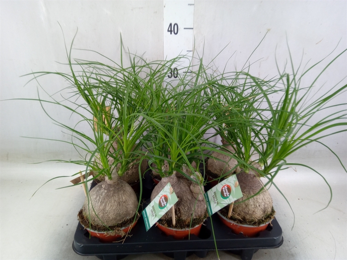 <h4>Beaucarnea recurvata</h4>