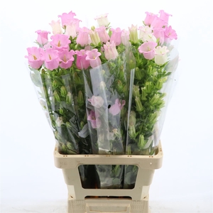 Campanula Champion Pink