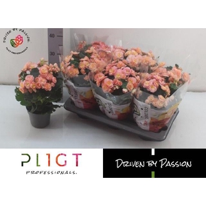 BEG DU HAILEY SUNSET