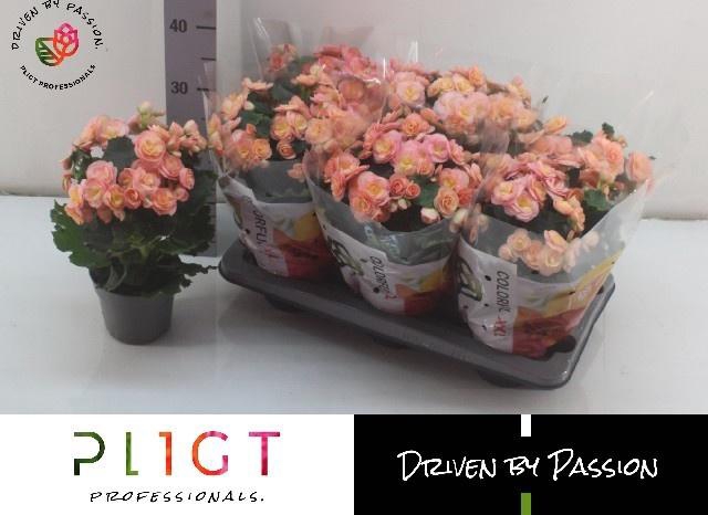 <h4>BEG DU HAILEY SUNSET</h4>