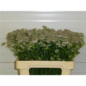 Astrantia Pink Sensation