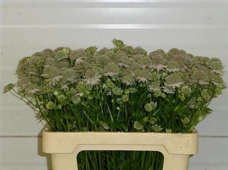 <h4>Astrantia Pink Sensation</h4>