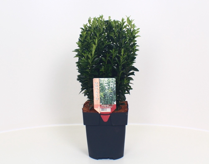 <h4>Euonymus jap. 'Green Spire' P17</h4>