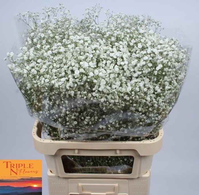 <h4>GYPS PA XLENCE</h4>