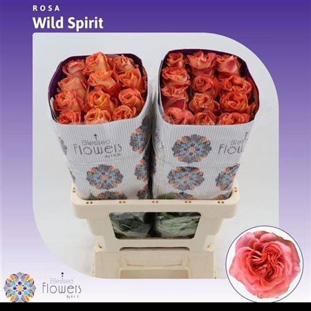 <h4>R Gr Wild Spirit Ec</h4>