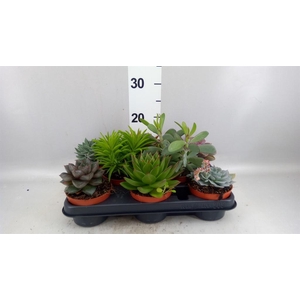 Succulents   ...
