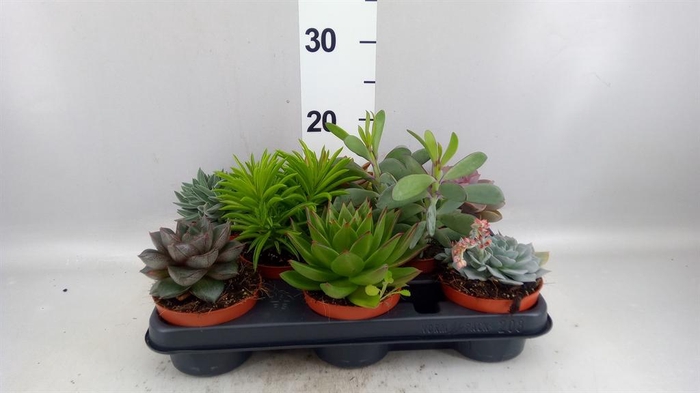 <h4>Succulents   ...</h4>
