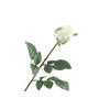 Rosa Bud White