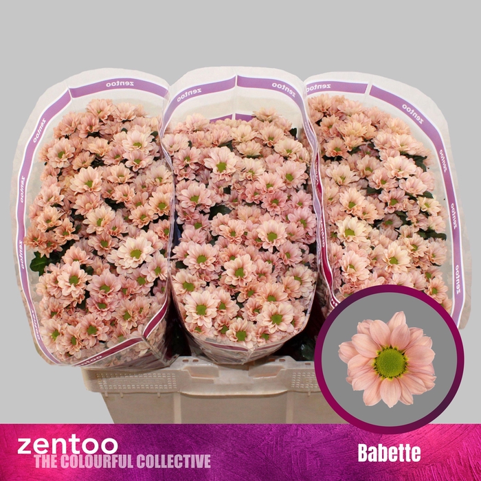<h4>CHR S BABETTE</h4>