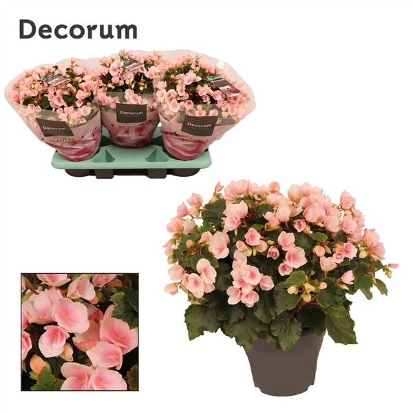 Begonia betulia''light'' licht rose Decorum