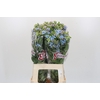 Oxypetalum Tweedia Blue