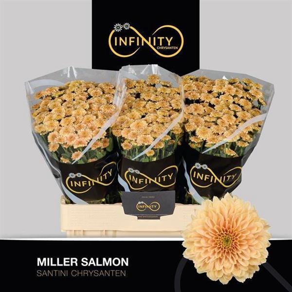 <h4>CHR SAN MILLER SALMON</h4>