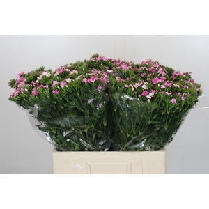 Dianthus Br Amazon Rose Magic