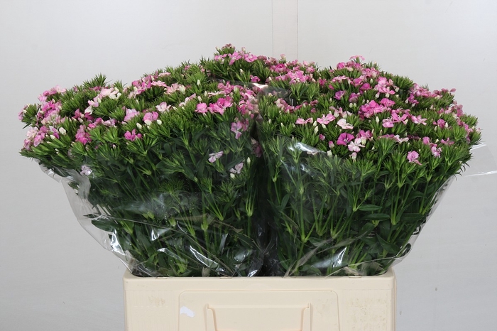 <h4>Dianthus Br Amazon Rose Magic</h4>