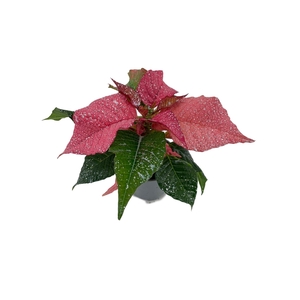 Euphorbia Roze met glitter zilver