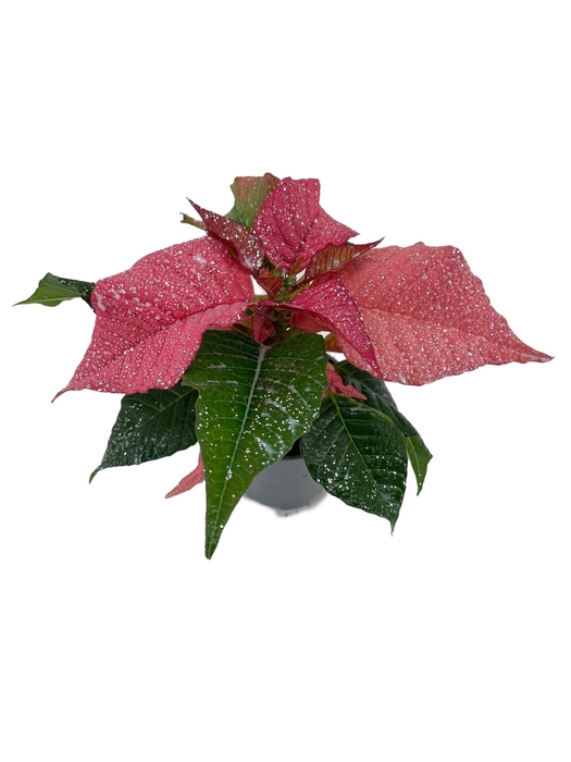 <h4>Euphorbia Roze met glitter zilver</h4>