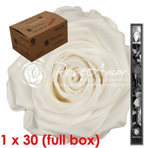60cm Stem Whi01 Bulk
