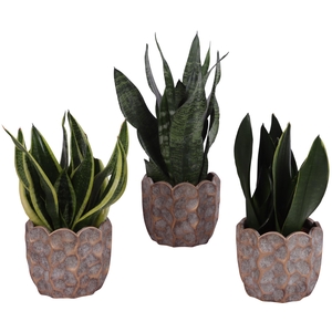Sansevieria mix Ø12cm in Ø15cm Ceramic PL670