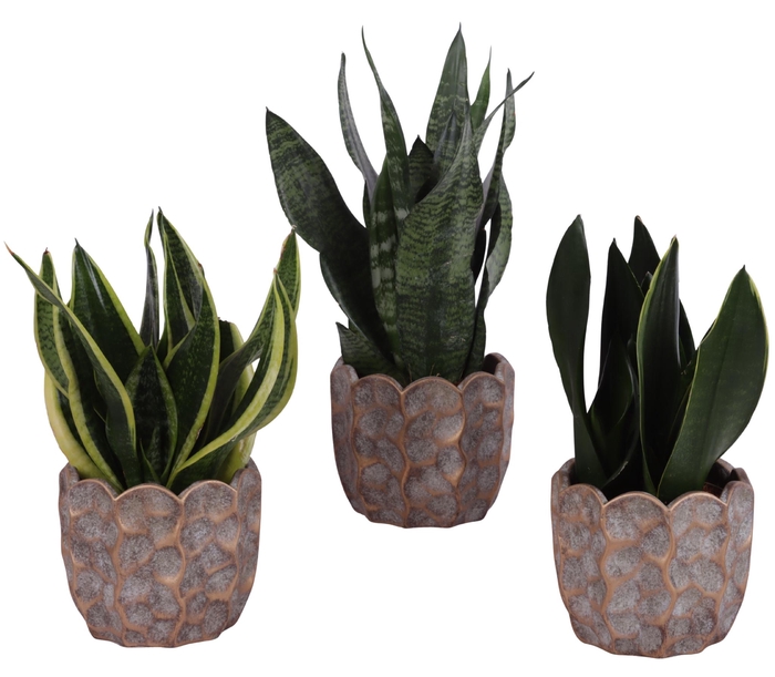 <h4>Sansevieria mix Ø12cm in Ø15cm Ceramic PL670</h4>