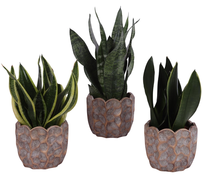 <h4>Sansevieria mix Ø12cm in Ø15cm Ceramic PL670</h4>