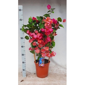 BOUGAINV DANIA