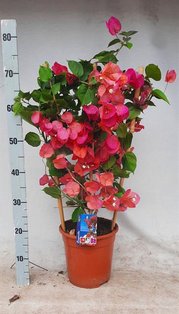 <h4>BOUGAINV DANIA</h4>