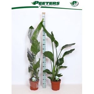 STRELITZIA NICOLAI