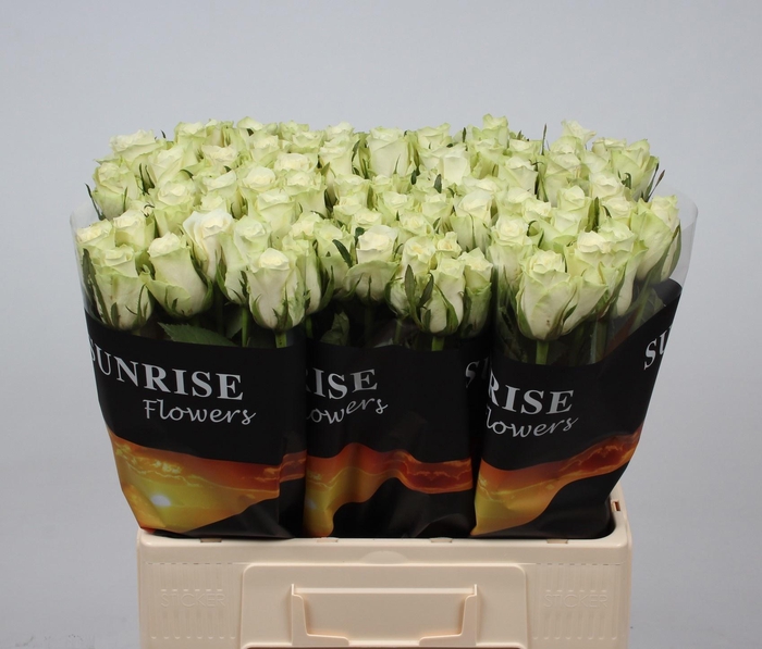 <h4>R GR ATHENA</h4>