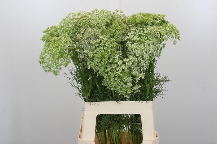 <h4>Ammi Visnaga</h4>