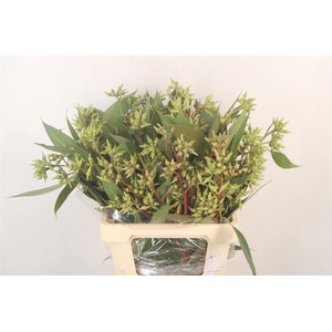 Euc Robusta Per Bunch