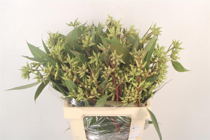 <h4>Euc Robusta Per Bunch</h4>