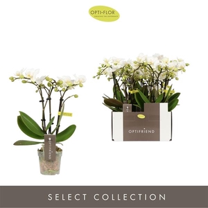 Phalaenopsis Multifloratypes overig wit